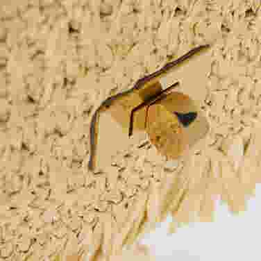 Anya Hindmarch Raffia Phone Pouch, Natural