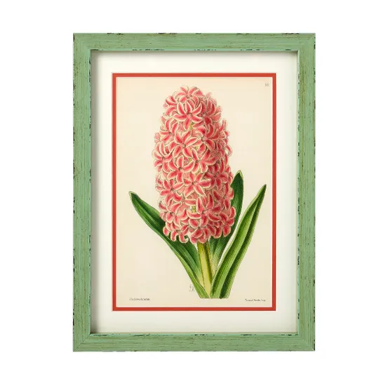 Petri Prints J. Andrews Framed Flower Print, Hyacinth product image