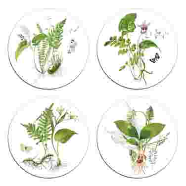 Club Matters Forest Ferns Coasters, Set of 4