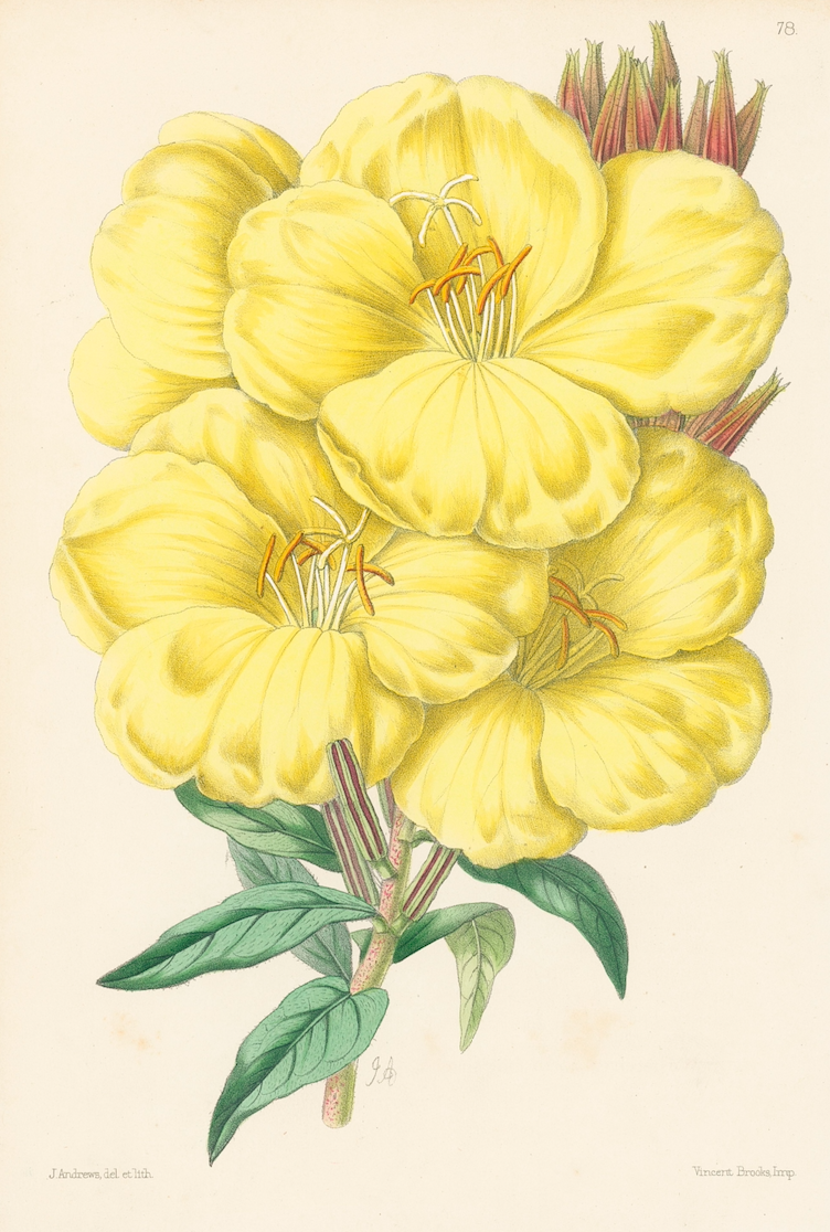 Petri Prints J. Andrews Framed Flower Print, Evening Primrose