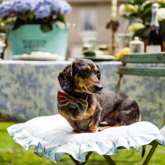 Fortnum's Tartan Dog Bow Tie product image