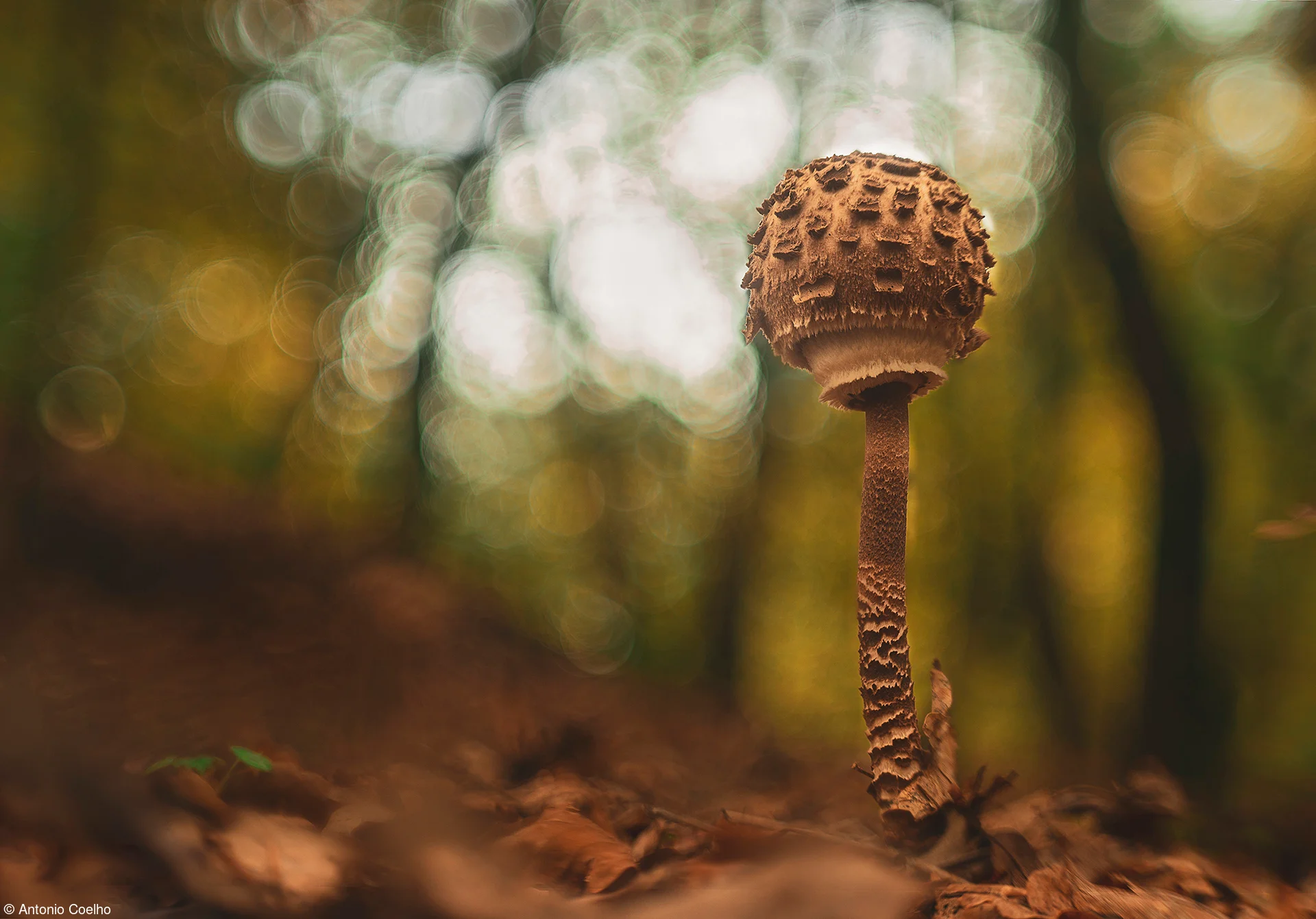 Antonio Bernadino | Macrolepiota procera