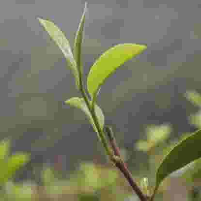 First Flush Darjeeling Tea
