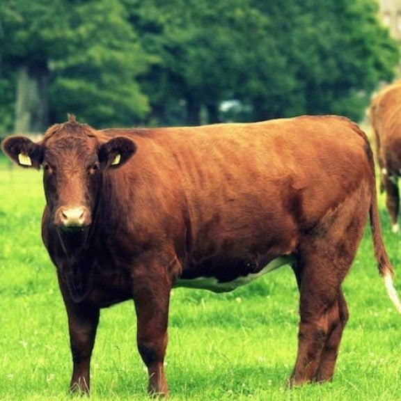 A brown cow standing in a field